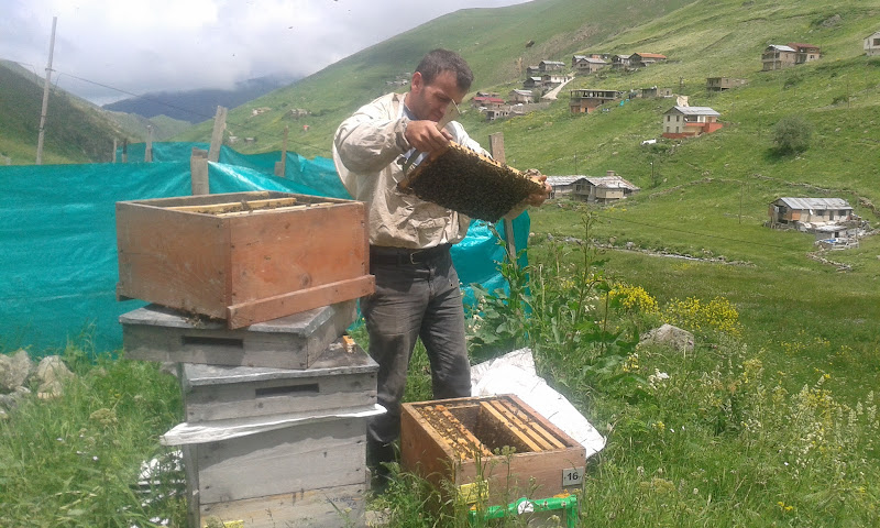 Anzer Balı Kooperatifi