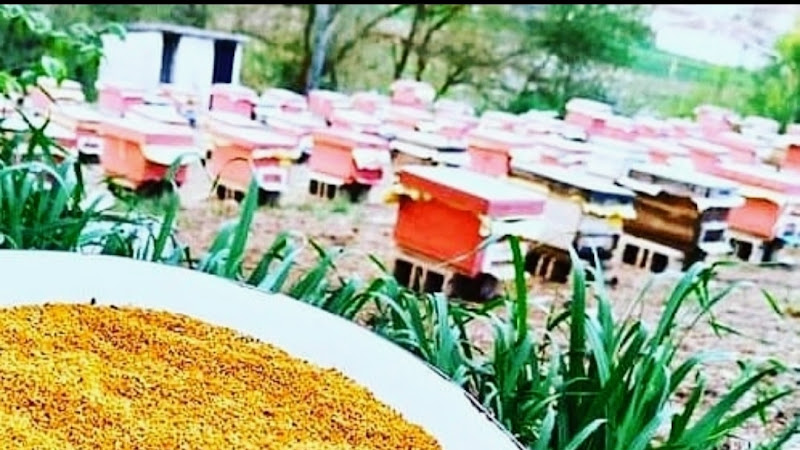 Arılı Bahçe Bal