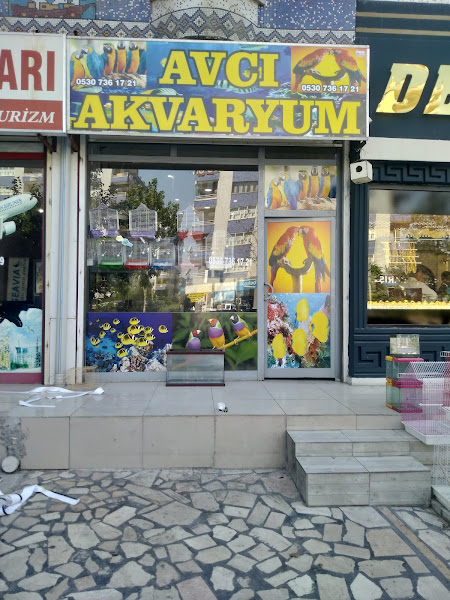 Avcı Pet Shop Akvaryum