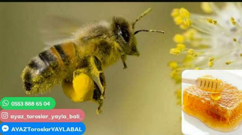 AYAZ TOROSLAR YAYLA BALI