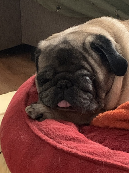 Ayliz Petshop