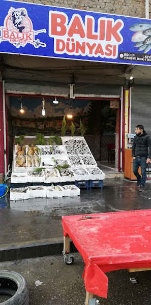 Balık dünyası