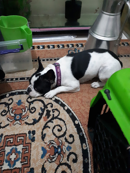 Bartin Tropikal Akvaryum & Pet Shop