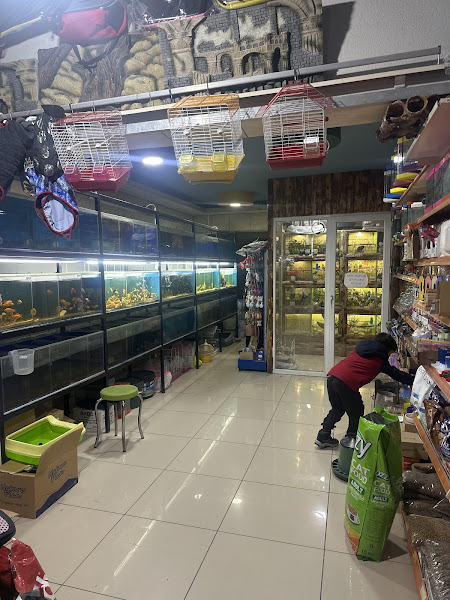 Bayburt Köse Akvaryum Petşhop