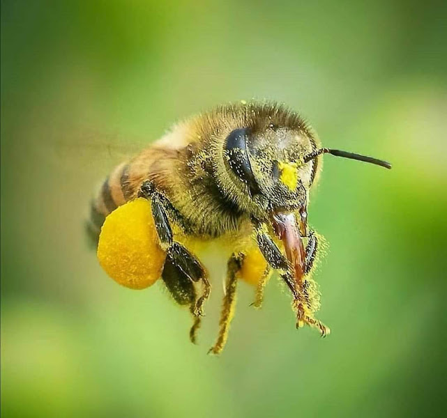 Beedunyaorganikgıda Ltd Şti Beezoveser arıcılık