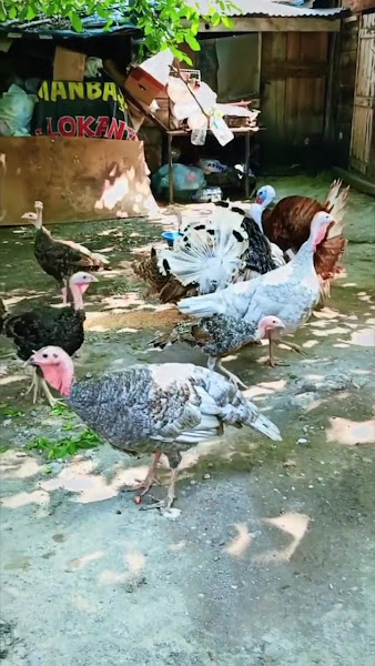 Bozkurt Kanatlı Üretim