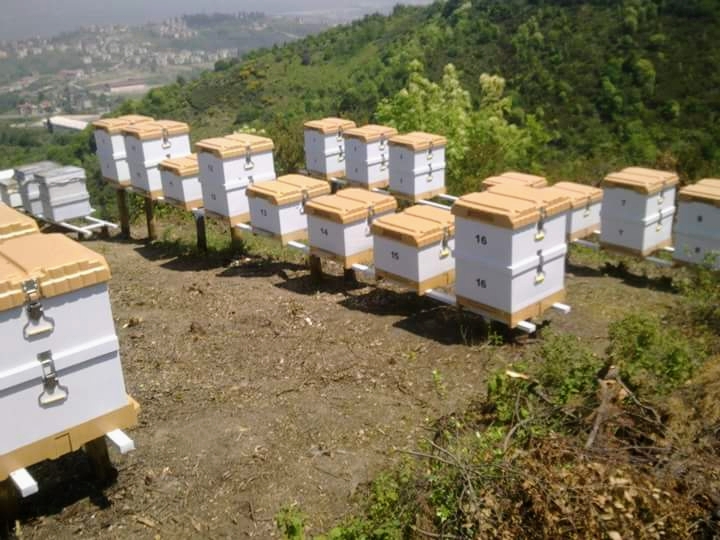 Büyükbudak Arı Çiftliği Hakiki Kestane Balı