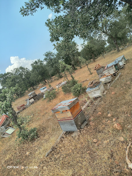 Çamyazı Bal Arı Çiftliği Ürünleri