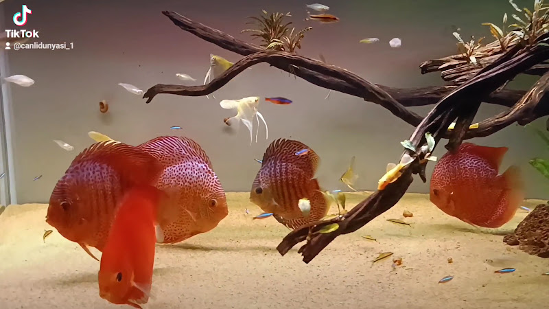 Canlı Dünyası Petshop / Aquascaping