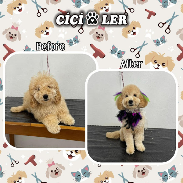 Cici Patiler Edirne Petshop & Pet Kuaför