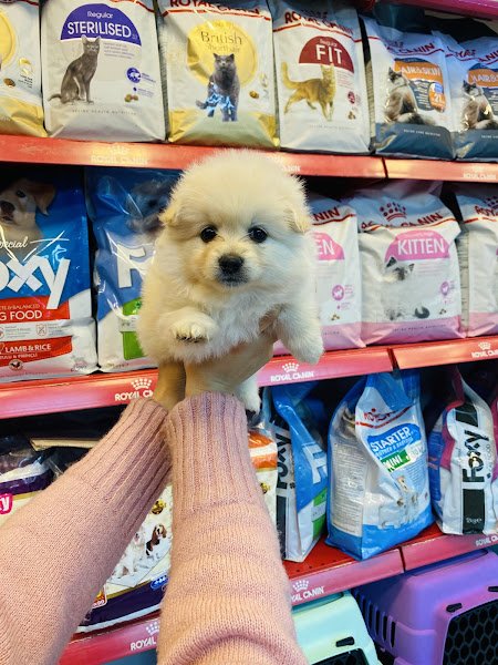ÇıKLa PetShop