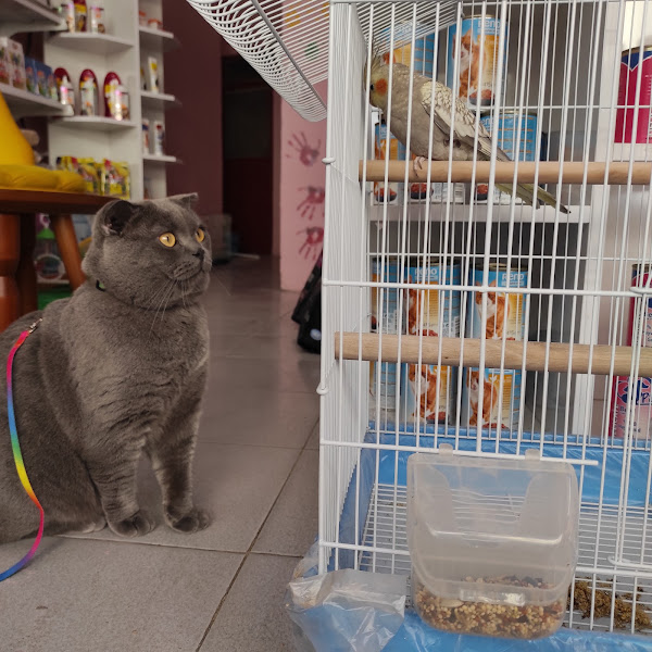 Çilek petshop
