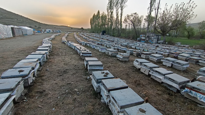 Çorum Ili Ari Yetiştiriçileri Birligi