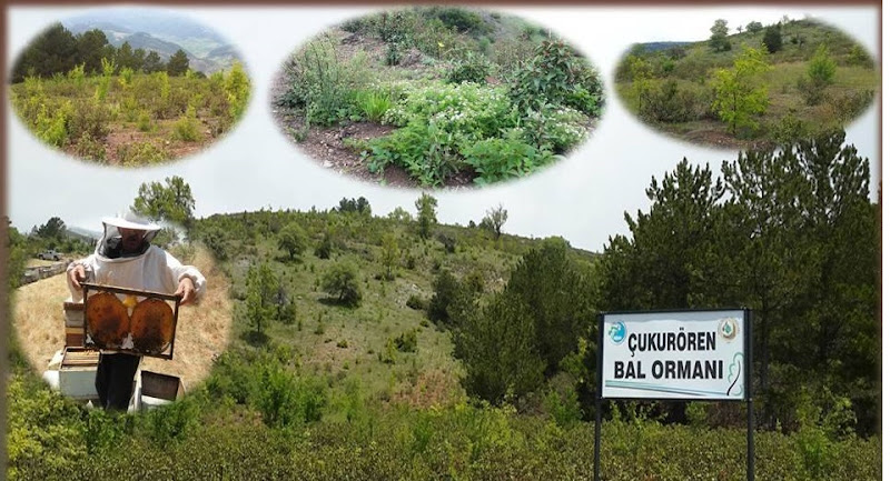 Çukurören Bal ormanı