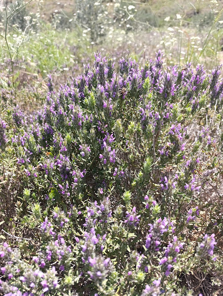 عسل الجبل dağ balı
