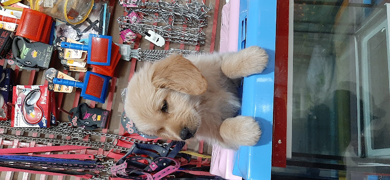dayı akvaryum pet shop