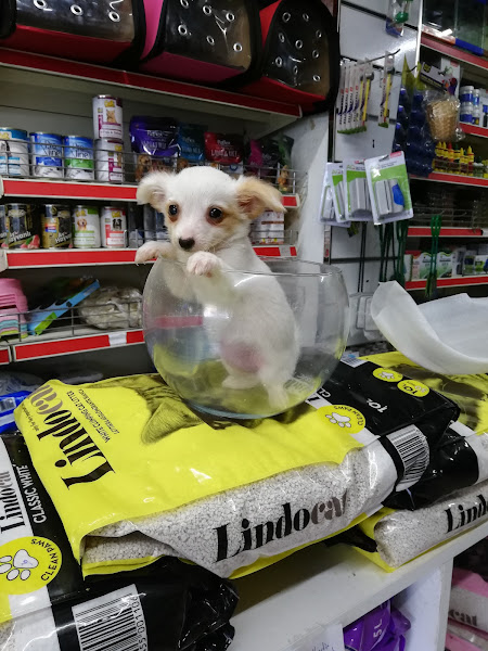 Eda PETSHOP