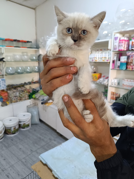 Gaziantep petshop minnak