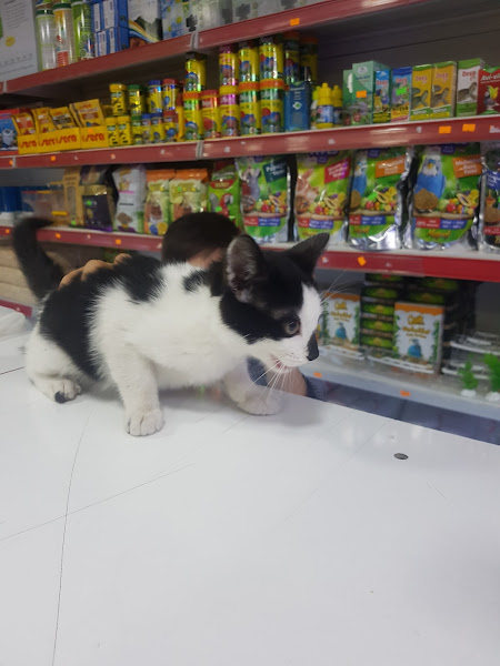 Gazikent Petshop