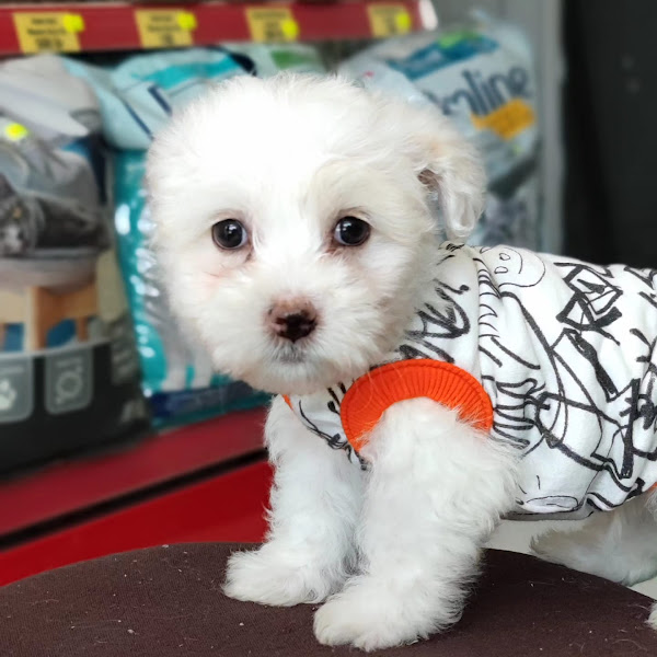 GÜLPET PETSHOP