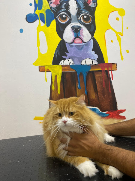 İRMA VETERİNER KLİNİĞİ & PET KUAFÖR