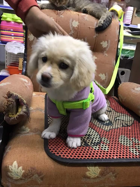 KAPADOKYA PETSHOP