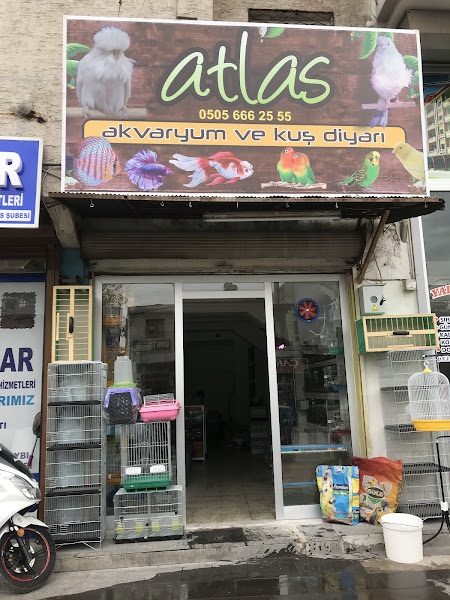 Mavi Gol-2 Akvaryum Pet Shop