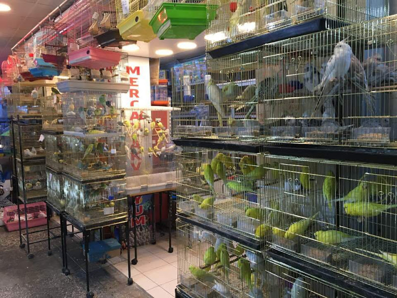 Muhabbet dünyasi petsop