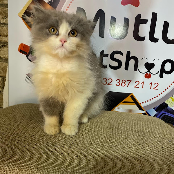 Mutlu Petshop