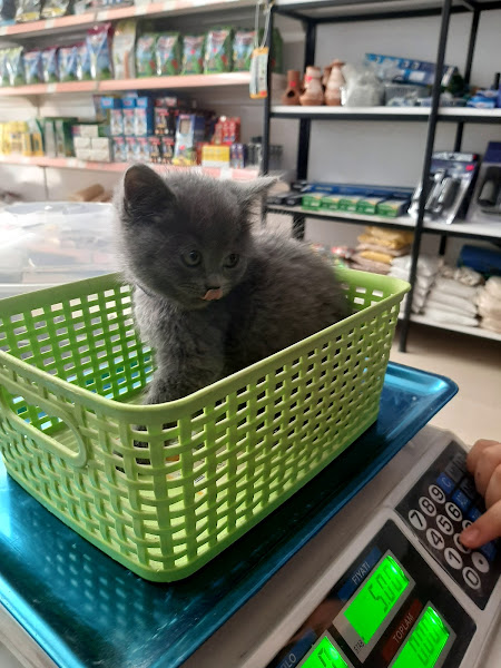 naz petshop petland