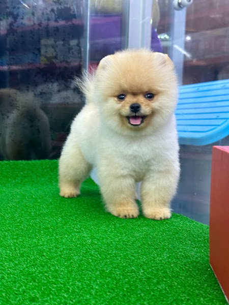 Pati Center Petshop