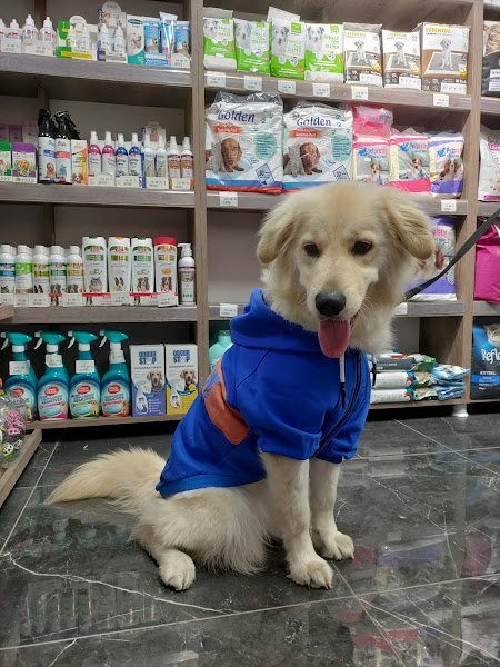 Patili Petshop Bağlar