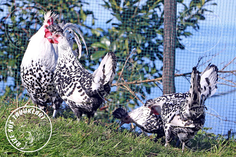 Rize Süs Tavukları