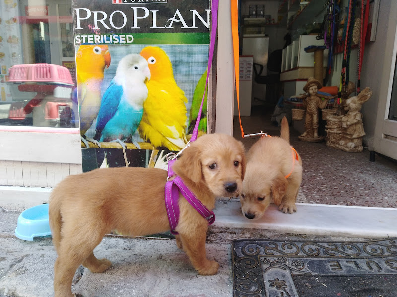 samsun pethouse petshop samsun akvaryum