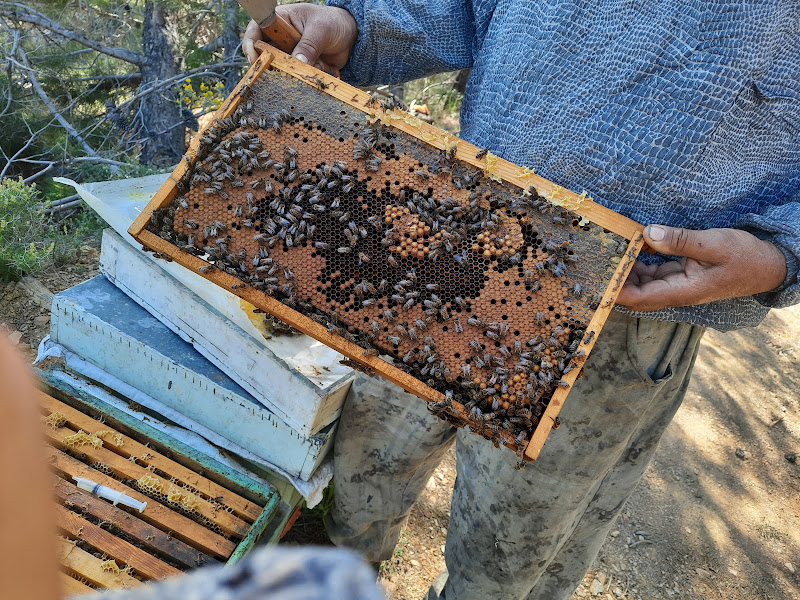 Sınırlı Sorumlu 633 Numaralı Bal Tarım Satış Kooperatifi