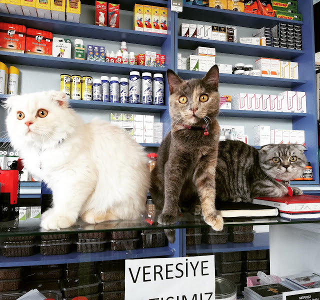Sivas petshop Nunu pet shop & pet kuaför banyo ve traş