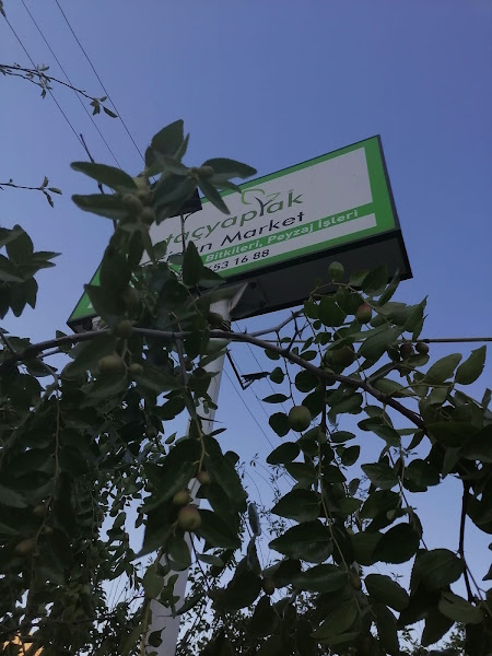 Taçyaprak Fidan Market
