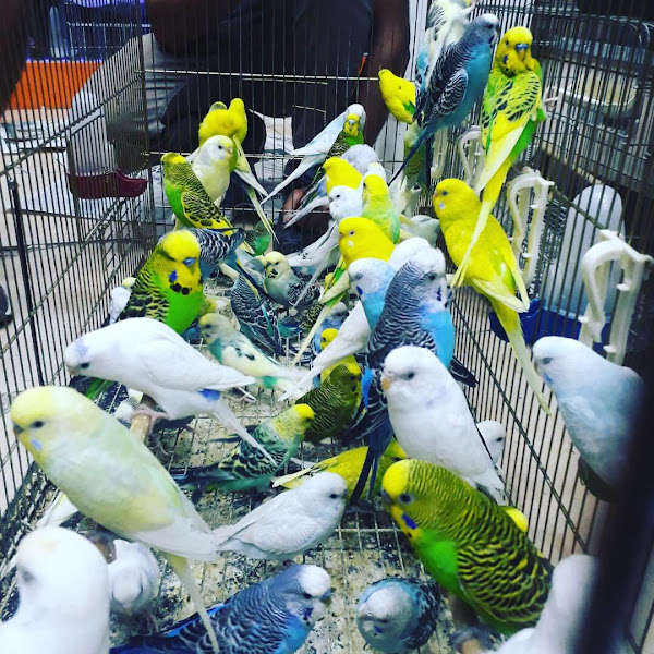 Tevfik & Hakam pet birds