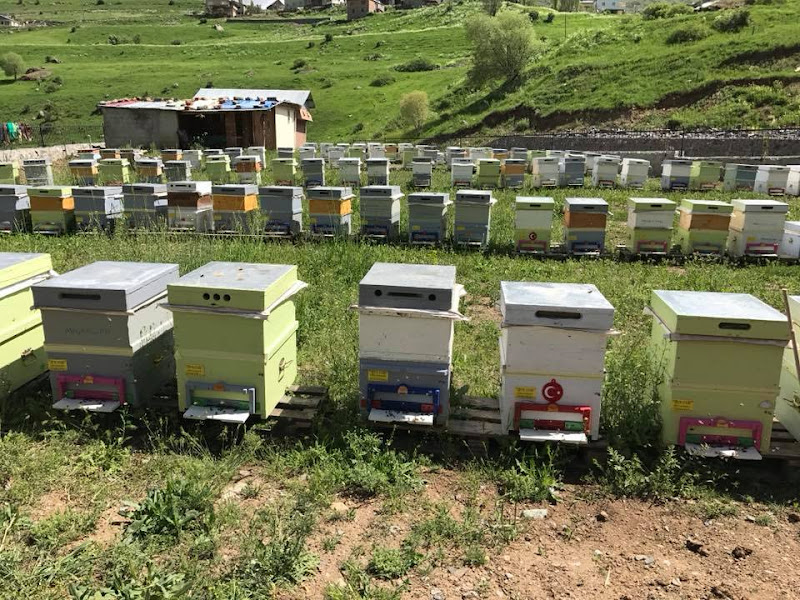 Torlak Arıcılık