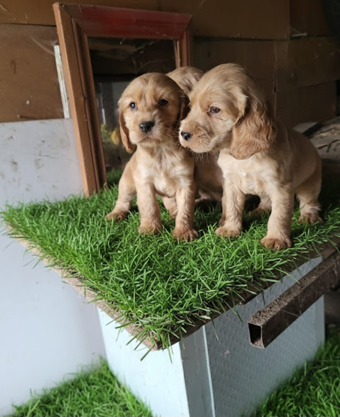 Zirve Petshop ANKARA